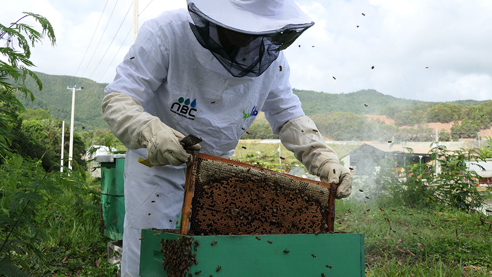 image pour l'article sur la biosurveillance apicole et surveillance de la qualité de l'air en Guyane et République Dominicaine