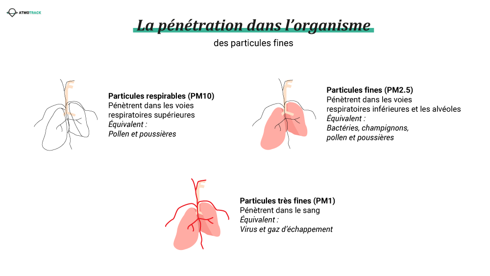 infographie sur la pénétration des particules fines dans l'organisme